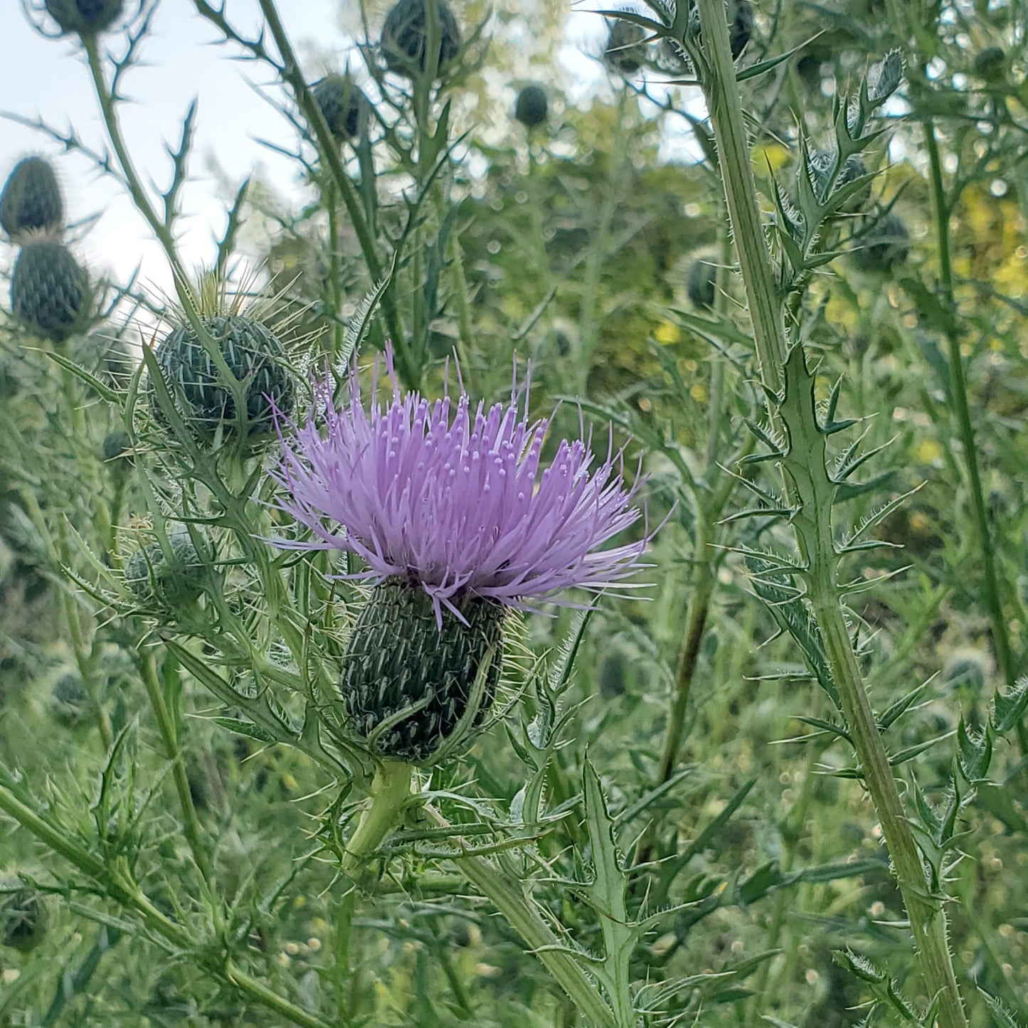 Milk Thistle Charm - Ode To Summer